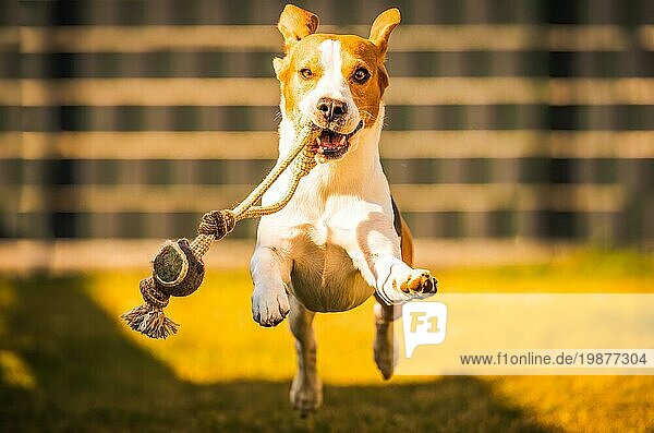 Fröhlicher Beagle Hund im Garten läuft und hüpft lustig mit dem Spielzeug in Richtung Kamera. Haustiere im Garten
