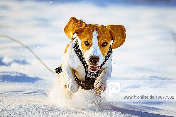 Liebenswerter Beagle Hund läuft im tiefen Schnee an einem sonnigen Wintertag