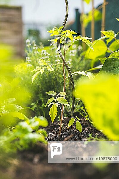 Junge Tomatenpflanze wächst in einem Hochbeet im Sonnenlicht