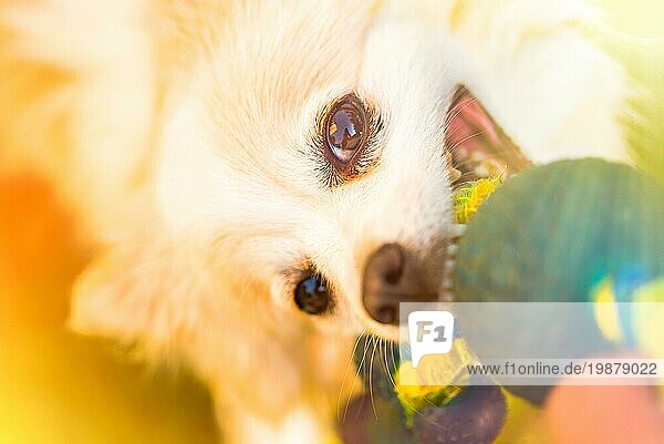 Pomeranian zieht Spielzeug in Tauziehen Spiel. Hund themed Hintergrund
