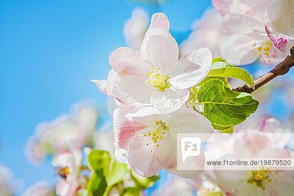 Sehr Nahaufnahme Blick auf kleinen Zweig der blühenden Apfelbaum mit Himmel Hintergrund instagram stile