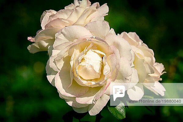 Sonnige Nahaufnahme mehrerer weißer La Perla Rosenblüten mit dunklem Bokehhintergrund