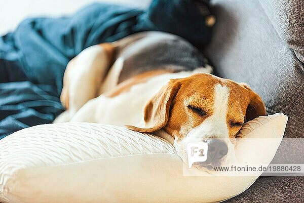 Beagle Hund müde schläft auf einem gemütlichen Sofa. Tricolor Reinrassig Hintergrund