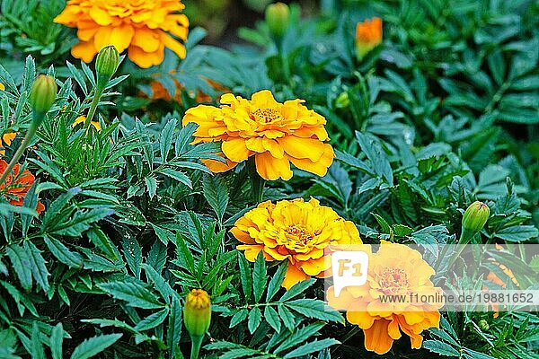 Grüne Blätter und orangefarbene Blüten von Ringelblumen  die im Freien blühen