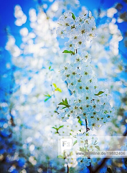 Sehr hell blühenden Kirschbaum auf Hintergrund Bokeh weißen Blumen Instagram Stil