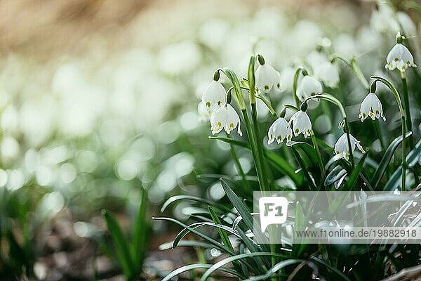 Schöne weiße Schneeglöckchen Blumen mit unscharfen Hintergrund  Frühling Zeit