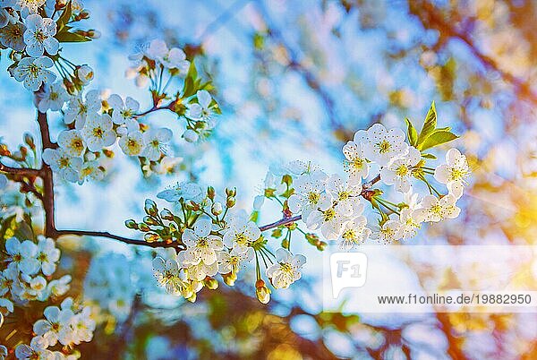 Kirschbaumblüte floraler Hintergrund inatagram stile
