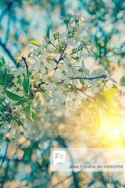 Blühende Zweig der Kirschbaum bei Sonnenaufgang instagram Stil
