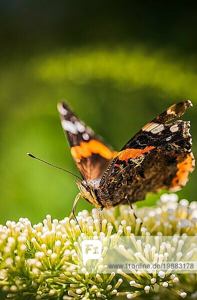 Nahaufnahme des Roten Admirals oder des Roten Admiral (Vanessa atalanta) Schmetterlings auf einer Blüte. Thema Bestäubungsinsekten  selektiver Fokus