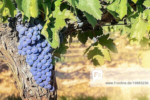 Weintrauben in einem sonnigen Weinberg kurz vor der Herbstlese  selektiver Fokus  mit Platz für Text