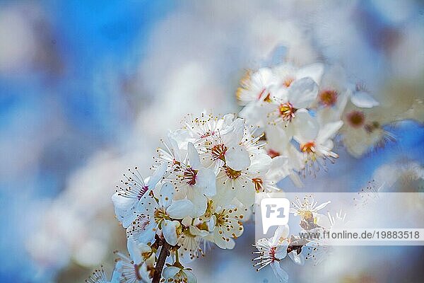 Blühende Zweig der Kirschbaum auf unscharfen hellen Hintergrund instagram Stil