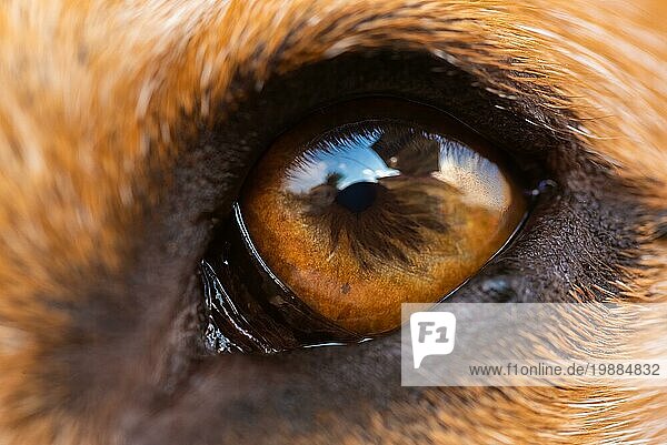 Eine Nahaufnahme eines Beagle Hundeauges. Makro Detail Hintergrund