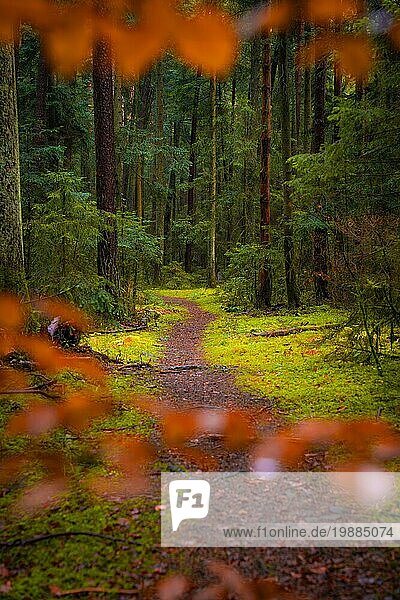 Ein idyllischer Waldweg umgeben von grünem Moos und Herbstbäumen  Calw  Schwarzwald  Deutschland  Europa