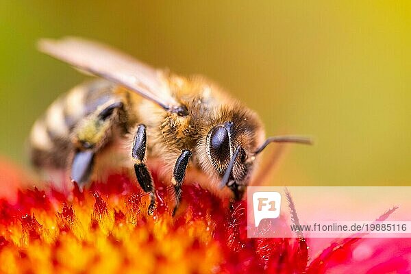 Nahaufnahme einer Honigbiene  die Pollen von einer roten Blüte sammelt. Biene ein die grüne Unschärfe Hintergrund