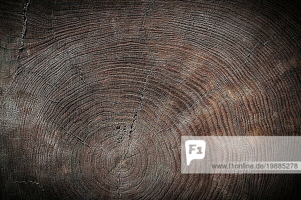 Blick auf die Textur eines quer geschnittenen alten Baumstamms
