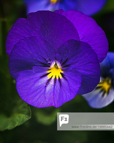 Close up Schuss von schönen lila violetten Stiefmütterchen Blume. Gartenarbeit Hintergrund Konzept. Selektiver Fokus
