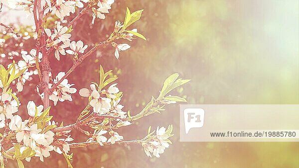 Blühende Mandelblüten auf einem unscharfen Hintergrund mit Kopierraum  selektiver Fokus  getöntes Bild