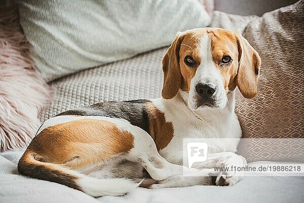 Hund ruht auf einem Sofa Beagle Hund im Haus Großaufnahme drinnen Hintergrund