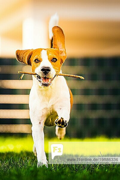 Lustiger Hund Beagle mit einem Stock auf einem grünen Gras im Herbst läuft zur Kamera im Garten