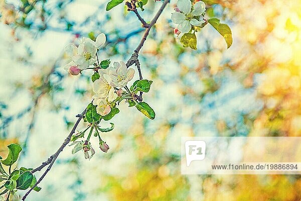 Zweig der blühenden Apfelbaum auf sehr unscharfen Hintergrund mit Sonne instagram stile