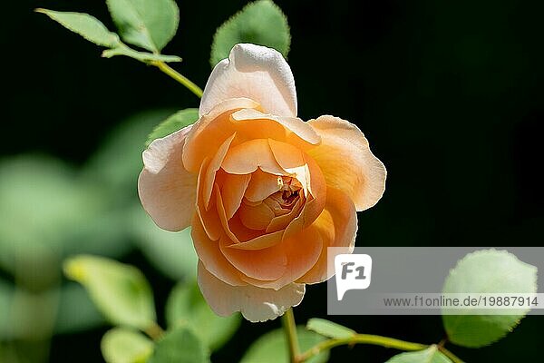 Bunte Nahaufnahme eines einzelnen gelben und weißen die Clipper Rose Blume Kopf mit Bokeh Hintergrund und detaillierte Blütenblätter