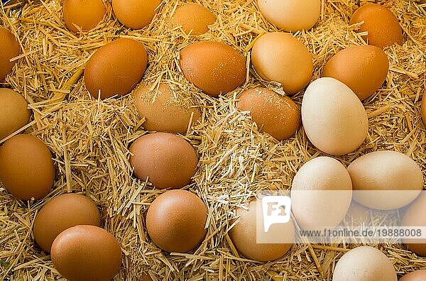 Frische Bio Eier vom Bauernhof auf dem Markt