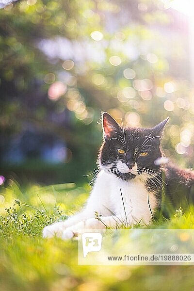 Süße schwarze weiße Katze liegt im Gras  im Freien. Bunte verschwommenen Hintergrund