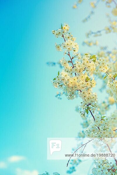 Floral Frühling Hintergrund der blühenden Blumen Kirschbaum auf Sonnenuntergang mit copyspace instagram stile