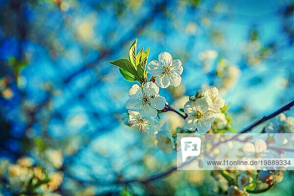 Flooral Frühling Hintergrund Blüte des Kirschbaums und verschwommenen Himmel Instagram Stil