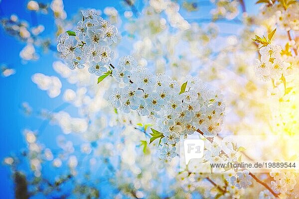 Einzelne Zweig der Kirschbaum mit weißen Blumen floralem Hintergrund instagram Stil