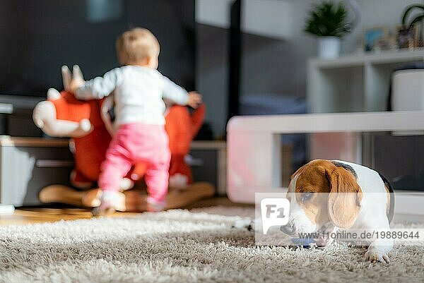 Hund kaut an seinem Spielzeug auf einem Teppich. Baby spielt im Hintergrund
