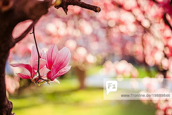 Blühender Magnolienbaum im Frühling  schöne rosa Blüten