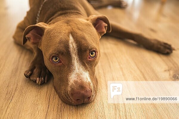 Hund liegt auf Holzboden im Haus  brauner Amstaff Terrier ruht sich aus  große traurige Augen schauen in die Kamera. Hundethema