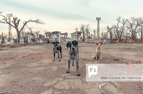 Drei ausgesetzte streunende Mischlingshunde auf der zerstörten Straße von Mariupol