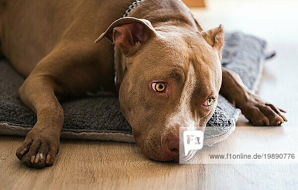 Hund liegt auf Holzboden im Haus  brauner Amstaff Terrier ruht mit großen traurigen Augen. Hund Hintergrund. Selektiver Fokus