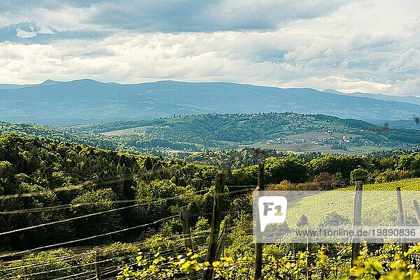 Weinreben  die für die Weinherstellung angebaut werden. Frühling in den österreichischen Weinbergen. Südsteiermark touristischen Ort  Weinland Orte zu sehen. Blured Hintergrund selektiven Fokus