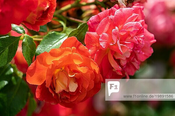 Bunte Nahaufnahme von mehreren roten und orangefarbenen Rosenblütenköpfen der deutschen gebräunten Grimmrose mit Bokehhintergrund und detaillierten Blütenblättern