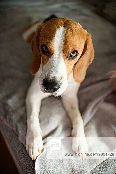 Reinrassiger Beagle Hund auf Sofa im Wohnzimmer liegend  drinnen