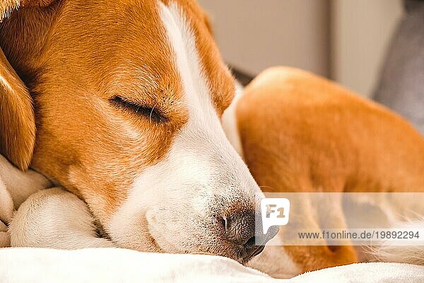 Erwachsener Beaglerüde schläft auf seinem Kissen. Geringe Tiefenschärfe. Hundethema