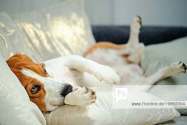 Beagle Hund schlafend und nehmen Sie einige Ruhe in lustige Position. Schöne Hund Porträt  sehr lebendig und scharf. Hintergrund im Innenbereich