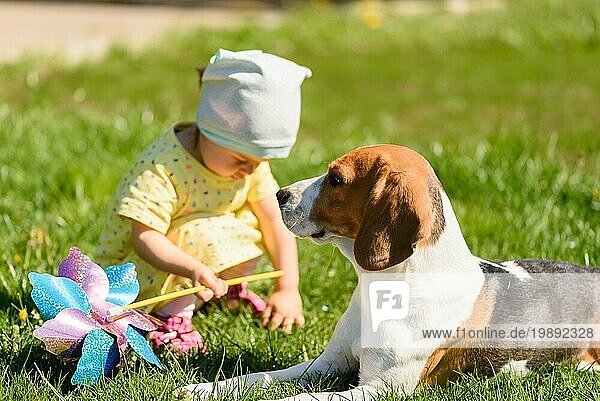Beagle Hund in sonnigen Hinterhof mit kleinen Mädchen Kind spielt im Hintergrund. Selektiver Fokus