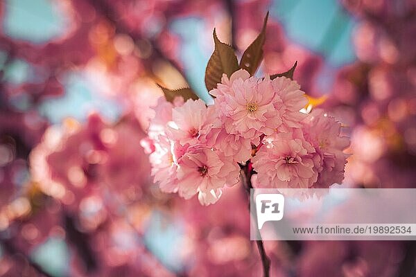 Nahaufnahme von rosa blühenden Kirschblüten  Kopierraum