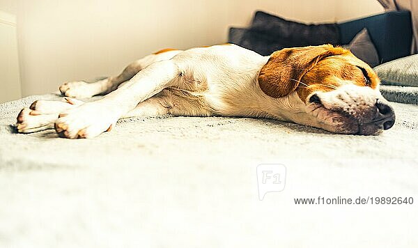 Hund schläft auf Sofa in hellem Raum auf Decke. Kopieren Raum Porträt Hintergrund