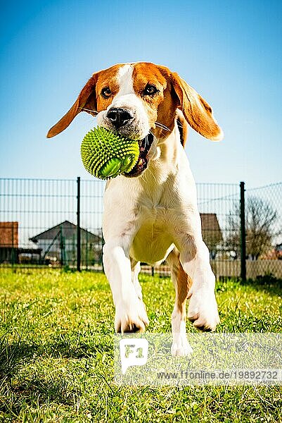 Hund Beagle mit einem Ball im Hinterhof läuft in Richtung Kamera