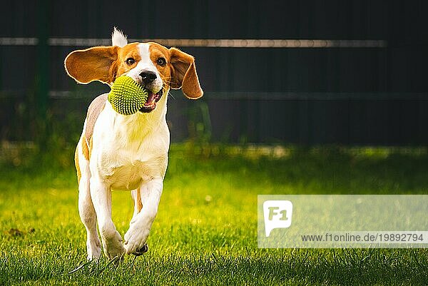 Beagle Hund Spaß im Garten im Freien laufen und springen mit Ball in Richtung Kamera. Hund Hintergrund. Kopieren Raum