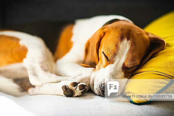 Beagle Hund müde schläft auf einem gemütlichen Sofa  Couch  auf gelben Kissen. Canine in Haus Hintergrund