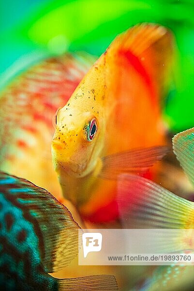 Porträt eines rot orangen tropischen Diskusfisch (Symphysodon) in einem Fischbecken. Selektiver Fokus Hintergrund