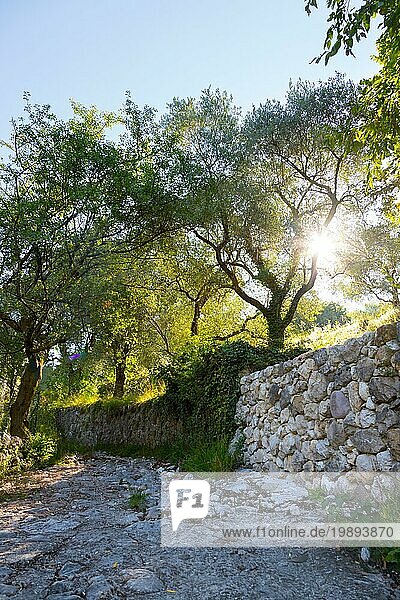 Schöne Landschaft in Italien: Olivenbäume  Steinmauer und Sonnenaufgang. Niemand