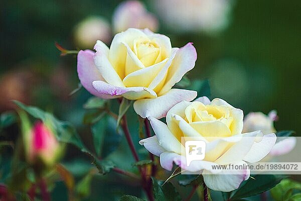 Music Box Rose elegante gefüllte Blüten mit cremegelber Mitte und zartrosa Blütenblattrand (moderne amerikanische Strauchrose von Ping Lim)