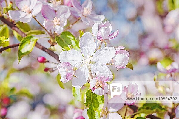Wunderschöne Blüten eines Apfelbaums auf unscharfem Hintergrund